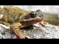 the remarkable breeding cycle of the wood frog