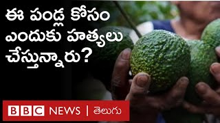 Avocado: ఈ పండ్లను బంగారంలా చూస్తారు.. వీటి కోసం దొంగల ముఠాలు కాపు కాస్తుంటాయి | BBC Telugu