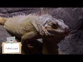 reptiles name reptiles video for kids रेंगने वाले जानवरों के नाम kids study park