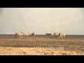 Wild Asses in a group meeting, Gujarat