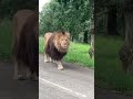 barbarian lion crossing the street