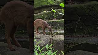 台灣野山羊Formosan serow/Taipei Zoo