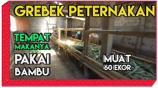 Grebek Peternakan Sapi Bakalan Yang Tempat Makannya Super Kreatif 👉Yang Menghemat Biaya🤠