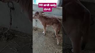 గిరి జాతి ఆవు దూడ ఇన్ my farm......