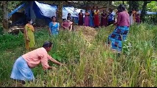 കരഭൂമിയില്‍ നെല്‍കൃഷി; നൂറുമേനി വിളവ്; നേട്ടം|Kollam |Kottarakkara |Paddy Farm