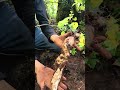 大山里的味道 都是大自然的馈赠 挖不完真的挖不完 野生山药 野山药