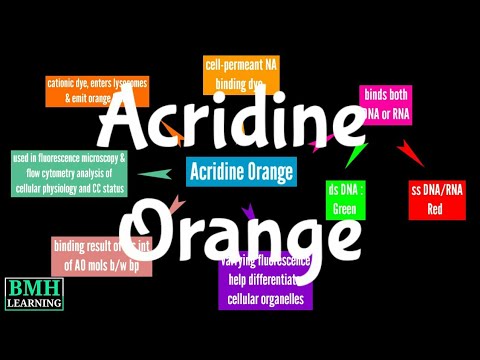 How does Acridine Orange cause mutations?