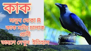 চতুর কাক।