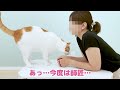 奥さんと猫が鼻チューして最後とんでもない事に…！【関西弁でしゃべる猫】 【猫アテレコ】