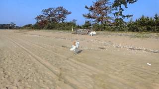 ボルゾイ ユリア海岸でテンション高く