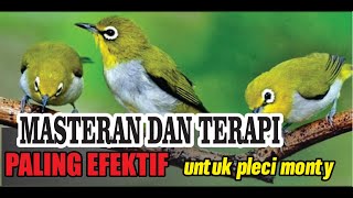 MASTERAN DAN TERAPI PLECI MONTANUS (MONTY) II paling EFEKTIF dan cepat masuk BAHAN 100% Nyaut