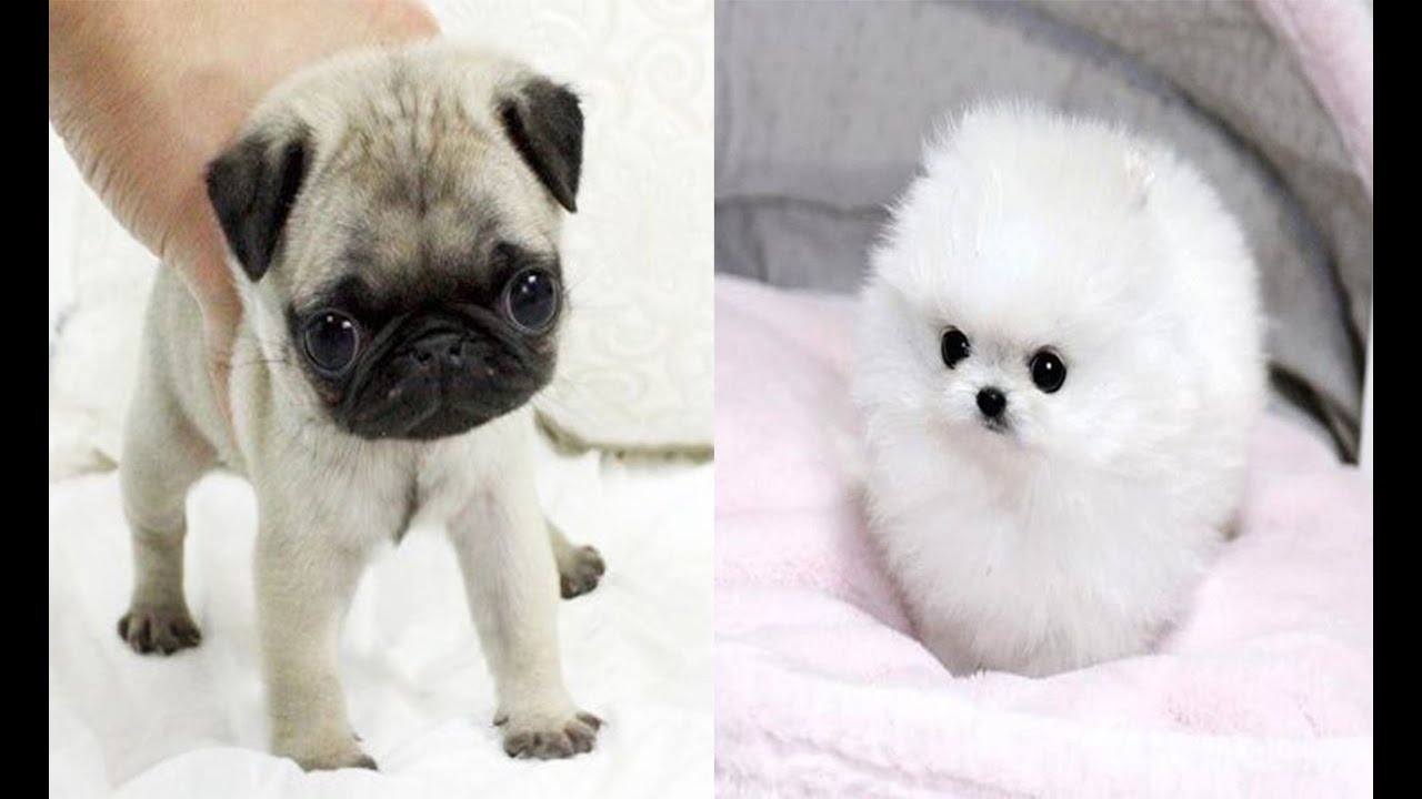 Puppies Cute Funny Puppies Compilation Youtube