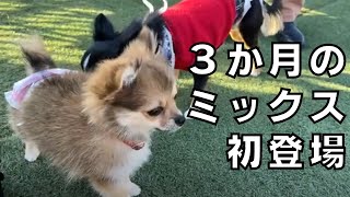 ３か月の小さなミックス犬が登場。　元気に歩いたよ。【パピーパーティー】　【犬の社会化】