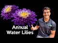 Planting a Tropical Water Lily or Annual Water Lily