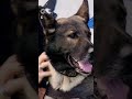 Police Dog Kaos Who Survived Stabbing Attack Has Sadly Died | 10 News First