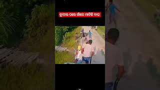 କୁମ୍ଭୀର ପରେ ଗାଁରେ ମାତିଛି ବାଘ #tiger attack #crocodile #ytshorts #yuotubeshorts #viral #trending