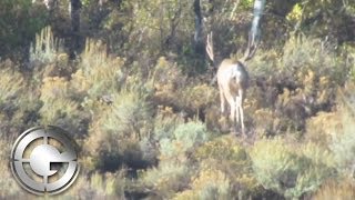 Giant Mule Deer hunt with Western Lands Outfitters