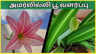 அமரில்லிஸ்  லில்லி செடி வளர்ப்பது எப்படி?  How to Grow Amaryllis Lily from Bulbs in Tamil?