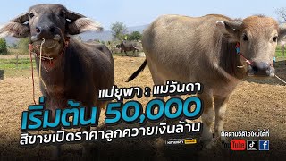 เริ่มต้น 50,000 ซื้อขายแบ่งปัน ควายราคาหน้าคอก แม่ยุพา : วันดา @Lanla10