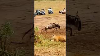 Don't Wait For Opportunities || Wildlife Attack || #lion #wildlife #trending #shortsvideo #shorts