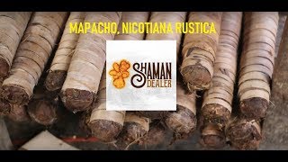 Mapacho - Nicotiana rustica - Buy it now in www.mapachoperu.com