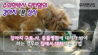 [강아지 구토 대처법]강아지 구토 시 집에서 대처하는 경우와 병원에 데려가야 하는 경우