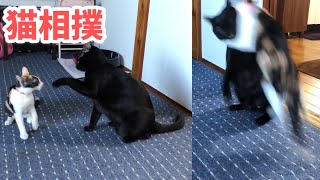 猫相撲！先住猫にぶつかり稽古で軽くあしらわれる子猫はお兄ちゃんが大好き【子猫　保護】猫動画　cat videos kitten sumo