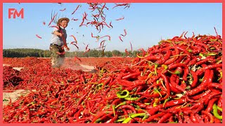 Amazing Modern Chili Planting & Harvesting Technology. Incredible Modern Chili Sauce Processing Line