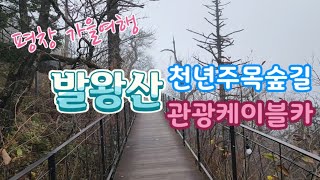 평창 발왕산 가을여행(Fall trip to Balwangsan Mountain in Pyeongchang)발왕산/천년주목숲길/7.4k발왕산케이블카/가을단풍/스카이워크 #가을영상