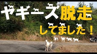 【ヤギーズ容疑者が集団脱走中!!】～かつおぶしポリスがトウモロコシで確保だメェ～逮捕の巻～