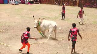 களமே அதிர்ந்த ஆட்டம்! கூலிபட்டி UMS White காளை Vs காரைக்குடி சீவூரணி காளியம்மன் குழு | PK Media