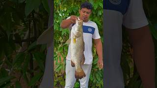 ചൂണ്ടയിൽ കിട്ടിയ കാളാഞ്ചി 😱 #barramundi #fish #fishing #keralafishing #shortsvideo