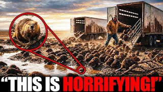 Florida Dumped Hundreds of Beavers Into Dead Wasteland — What They Built Was Not Supposed to Happen