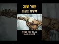 우리 라퀴벌레는 죽지않긔