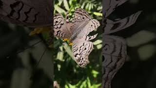 Today we take a look at: The Grey Pansy butterfly (Junonia atlites)