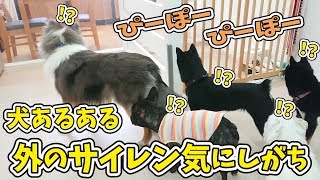 犬あるある、外のサイレン気にしがち 【ひみつきちなう！①】2019年1月30日