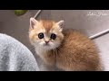 vlogㅣ새끼고양이 육묘일기 1 ㅣ골골송 대장ㅣ합사준비ㅣ결막염..ㅣmunchkin kitten raising diary