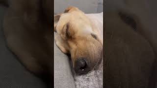 如何能叫醒一只装睡的狗🐶How to wake up a dog pretending to be asleep🤣🤣#dogs #lifestyle #pets #sleep #news