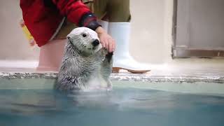 鳥羽水族館 ラッコ メイちゃんから新年のご挨拶「皆さん今年もよろしくね！」