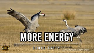 Common Cranes Morning Sound Ritual | 🕙 10 Hours | Study, Concentration, Laser Focus | Bonus Facts