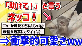 【2ch動物スレ】「助けて！」と言うネッコ→衝撃的な姿が可愛すぎる件ｗｗｗｗｗｗ