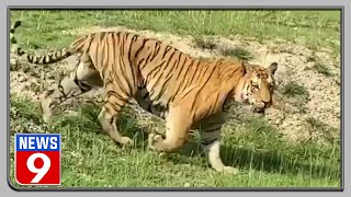 Video of tiger ‘Mayar King’ from Bandipur goes viral!