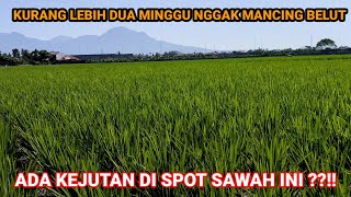 DAPAT KEJUTAN‼️SETELAH DUA MINGGU NGGAK MANCING BELUT ⁉️