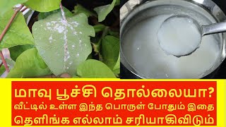 மாவு பூச்சி தொல்லையா இதை ஒருமுறை அடித்து பாருங்க எல்லாம் கொட்டிவிடும் | maavu poochi white poochi