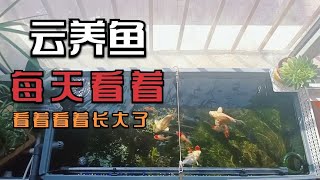 听曲《乡间小路》赏鱼，周转箱清水绿苔肥鱼，宫鹅金鱼泰狮蝴蝶鲤   日常喂食，赏鱼视频