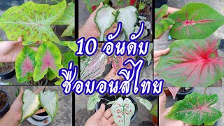 10 อับดับ ชื่อบอนสีไทย บอนสีโบราณ