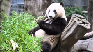 San Diego Zoo ~ 6.13.2015 ~ Xiao Liwu