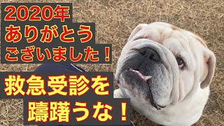 かかりつけ動物病院が休診日である年末年始の今！愛犬愛猫の体調不良時には、躊躇わないで救急動物病院に行きましょう！！早めの行動が命を救う！