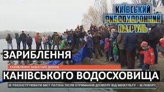 Зариблення Канівського водосховища, 10.11.19, Київський рибоохоронний патруль, Телеканал Київ