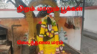 நிறம் மாறும் பூக்கள் -  வெடுத்தலை மரம் #indianheritager